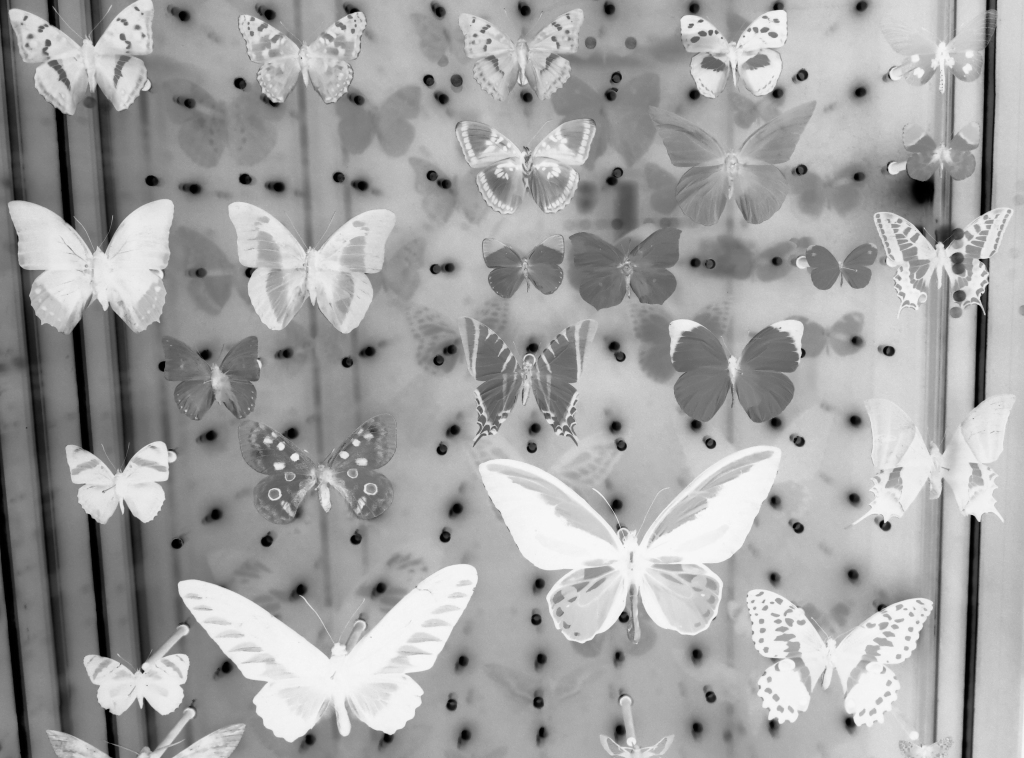 Mono, inverted image of butterflies in a case